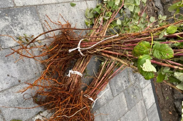 Сажанці малини Поляна, глен ампл- фото № 3