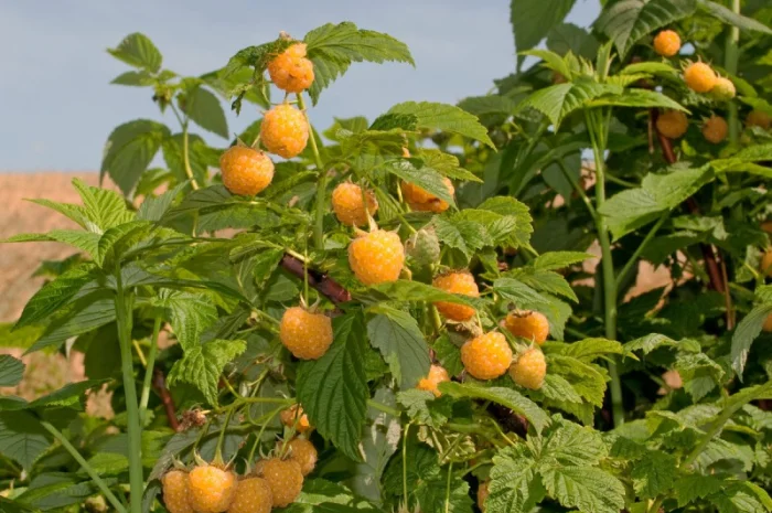 Садженці жовтої ремонтантної малини Ранкова роса- фото № 3