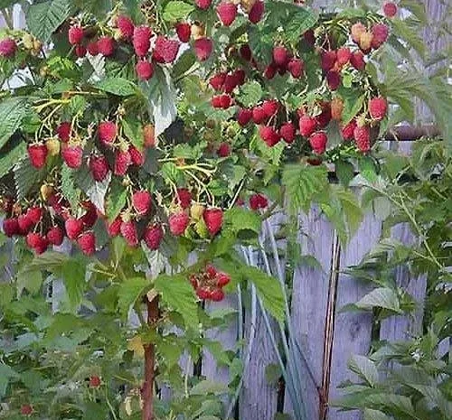 Однорічні садженці малини Полка, десертний смак- фото № 1