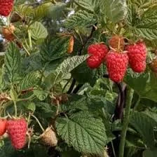 Однорічні садженці засухостійкої малини Геракл- фото № 1