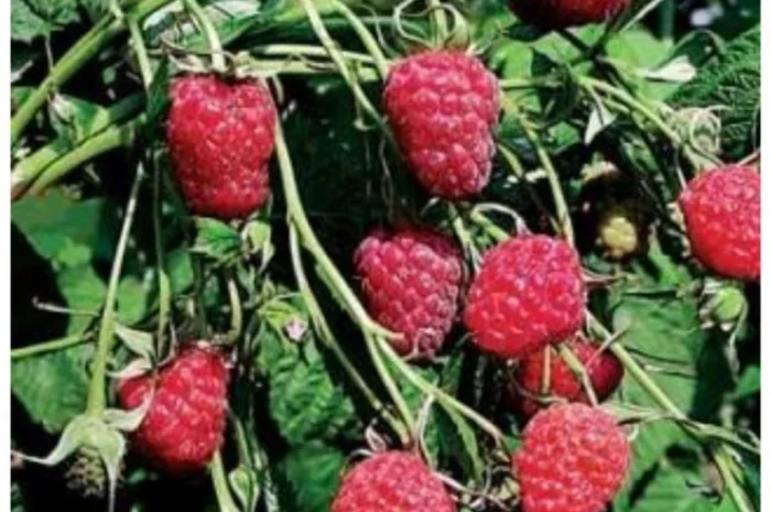 Однорічні садженці засухостійкої малини Геракл- фото № 2