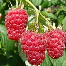 Однорічні садженці засухостійкої малини Геракл- фото № 3