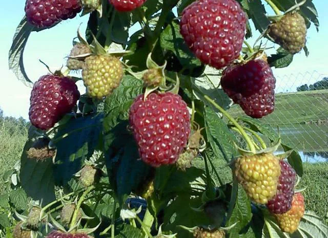 Садженці ранньої малини Гусар- фото № 2