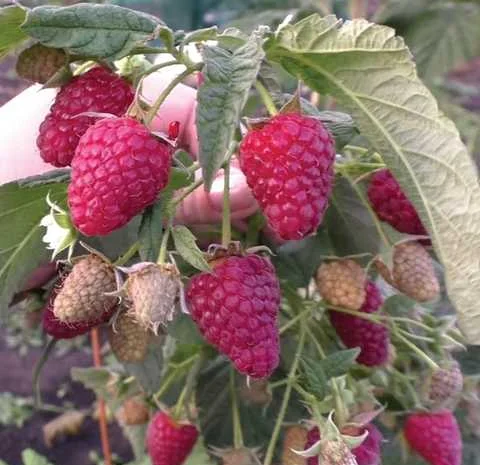 Садженці ранньої малини Гусар- фото № 3