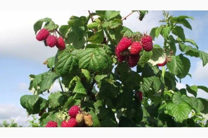 Однорічні садженці літньої малини Глен Емпл, сорт малини без колючок- фото № 3