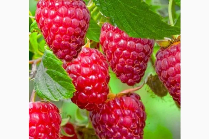 Однорічні садженці літньої малини Глен Емпл, сорт малини без колючок- фото № 4