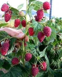 Садженці літньої малини Ковітчан- фото № 2