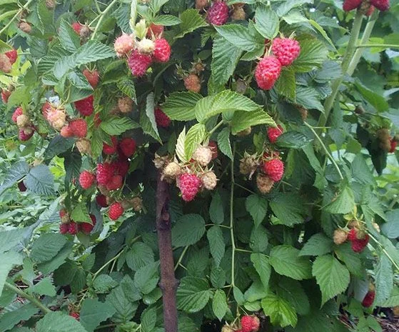 Однорічні садженці літньої малини Ляшка- фото № 2
