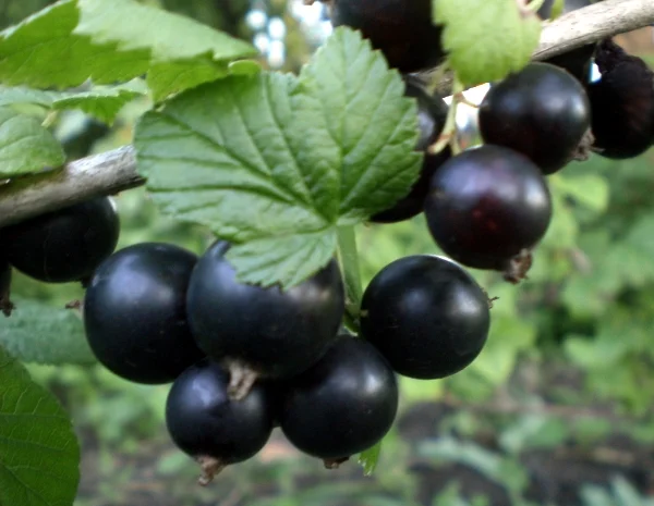 Садженці дуже великої чорної смородини Краса Львова- фото № 1