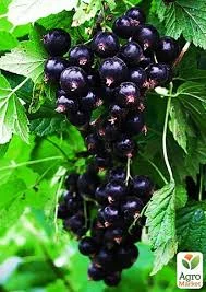 Садженці дуже великої чорної смородини Краса Львова- фото № 2