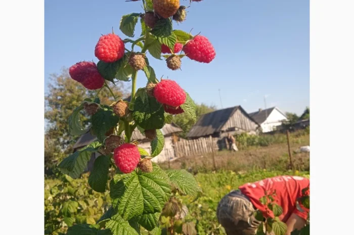 Малина. Саджанці- фото № 1