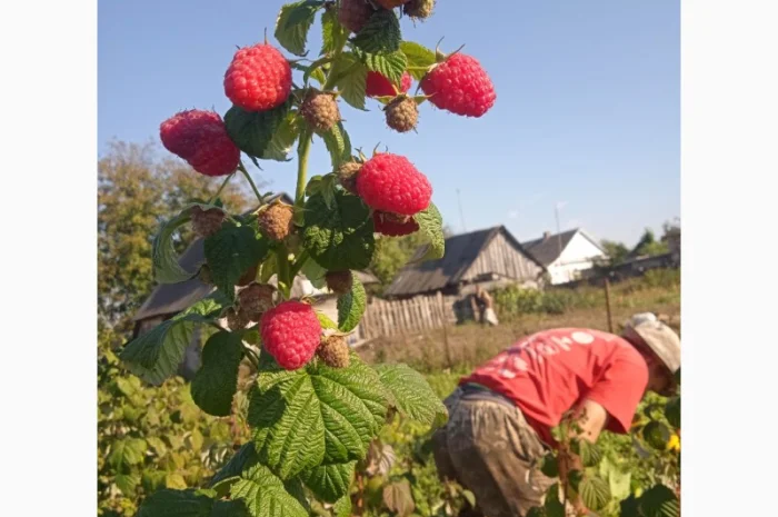 Малина. Саджанці- фото № 2
