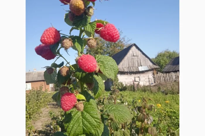 Малина. Саджанці- фото № 3