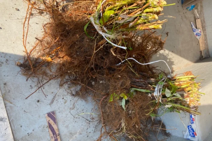 Саджанці малин Пшехиба, глен та поляна- фото № 3