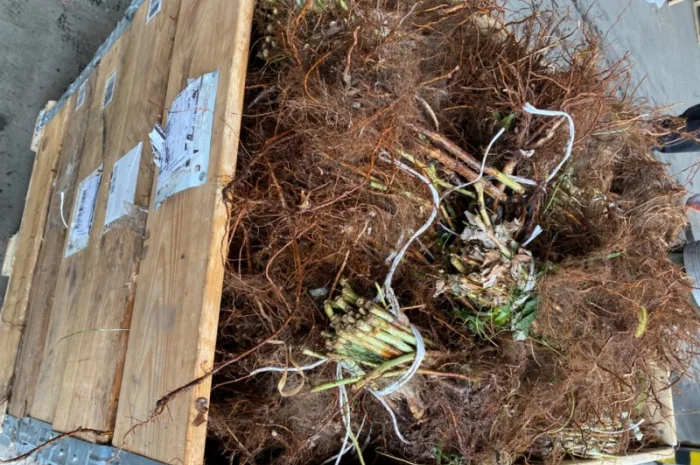 Саджанці малин Пшехиба, глен та поляна- фото № 4