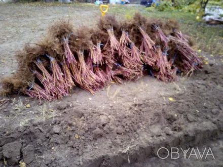 Саженцы малины сертифицированные- фото № 1