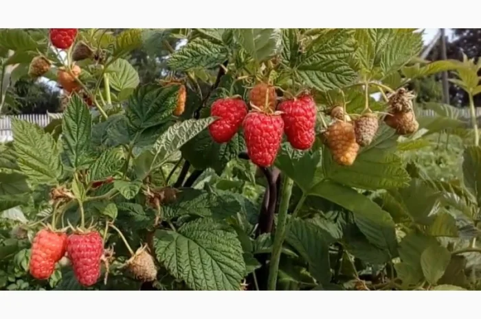 Малина Мапема, Маравілла, Єнросадіра, Хімбо Топ, Пшехиба, Радзіева- фото № 2