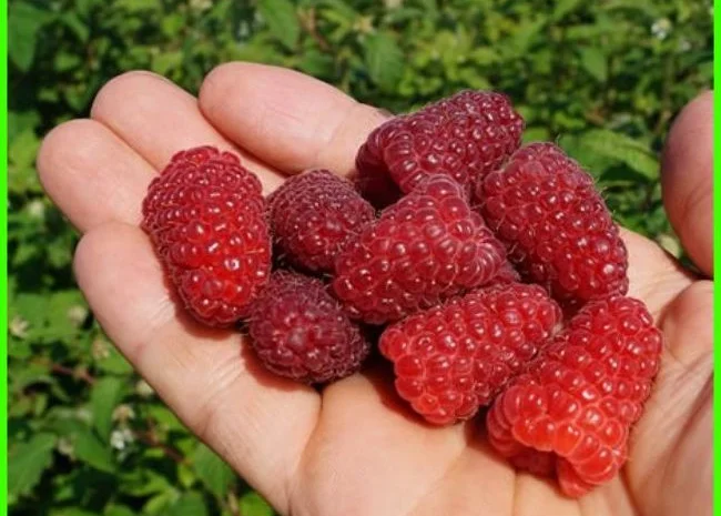 Малина Мапема, Маравілла, Єнросадіра, Хімбо Топ, Пшехиба, Радзіева- фото № 3