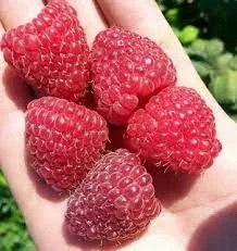 Малина Мапема, Маравілла, Єнросадіра, Хімбо Топ, Пшехиба, Радзіева- фото № 5