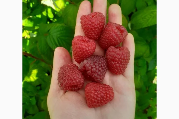 Продаю СОРТОВІ саджанці ремонтантної малини:полана, полка, джоанджей, полісся, саженцы малины- фото № 1