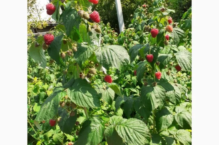 Продаю СОРТОВІ саджанці ремонтантної малини:полана, полка, джоанджей, полісся, саженцы малины- фото № 2