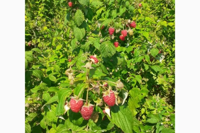 Продаю СОРТОВІ саджанці ремонтантної малини:полана, полка, джоанджей, полісся, саженцы малины- фото № 3