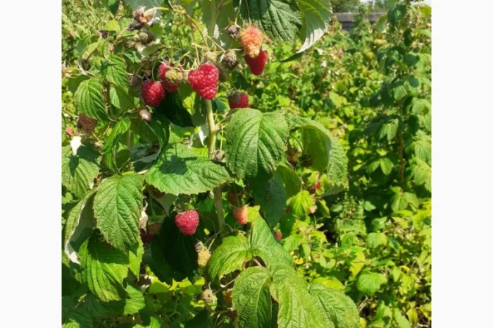 Продаю СОРТОВІ саджанці ремонтантної малини:полана, полка, джоанджей, полісся, саженцы малины- фото № 4