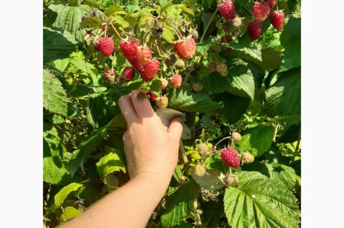 Продаю СОРТОВІ саджанці ремонтантної малини:полана, полка, джоанджей, полісся, саженцы малины- фото № 5