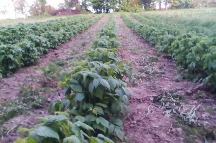 Продаю СОРТОВІ саджанці ремонтантної малини:полана, полка, джоанджей, полісся, саженцы малины- фото № 6