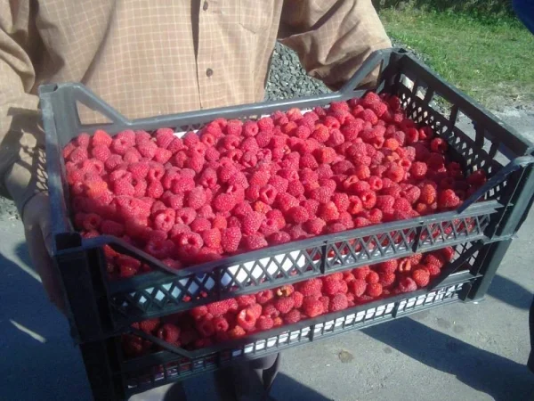 Продам саджанці Малини, ремонтантний сорт POLANA.Саженцы.Опт Роздріб- фото № 2