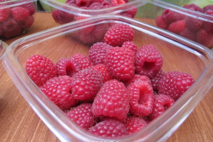 Продам саджанці Малини, ремонтантний сорт POLANA.Саженцы.Опт Роздріб- фото № 3