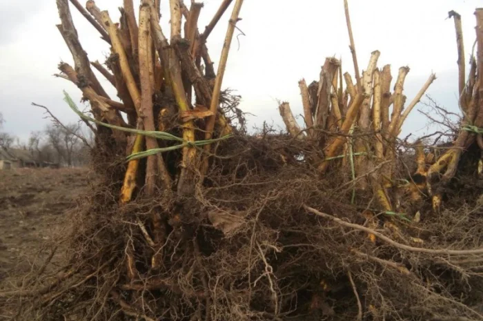 МАЛИНА саджанці, сажанци, садженці, саженцы малини сорт ПОЛАНА та ПОЛКА- фото № 1
