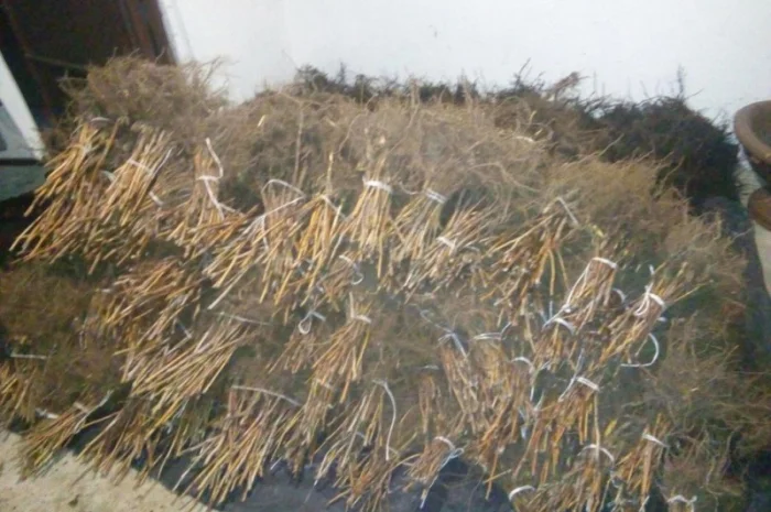 МАЛИНА саджанці, сажанци, садженці, саженцы малини сорт ПОЛАНА та ПОЛКА- фото № 2