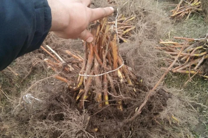 МАЛИНА саджанці, сажанци, садженці, саженцы малини сорт ПОЛАНА та ПОЛКА- фото № 3