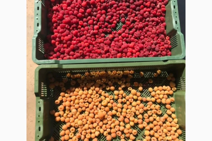 Саджанці малини- фото № 1