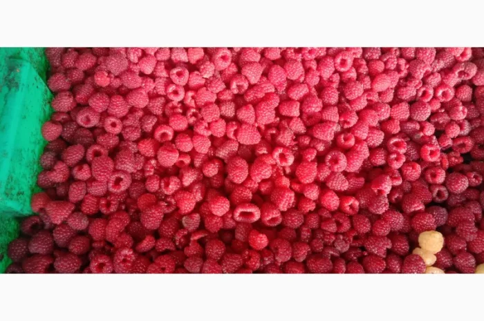 Саджанці малини- фото № 2