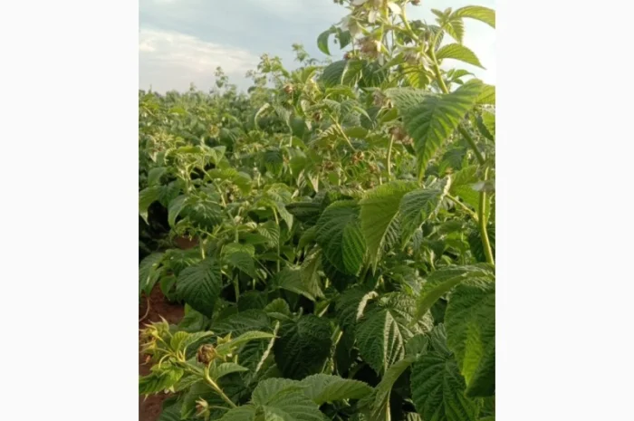 Саджанці малини Полка і Полана- фото № 3