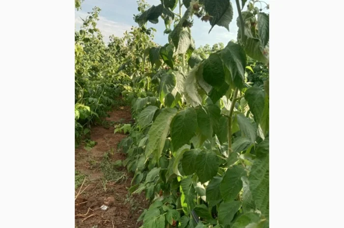 Саджанці малини- фото № 3