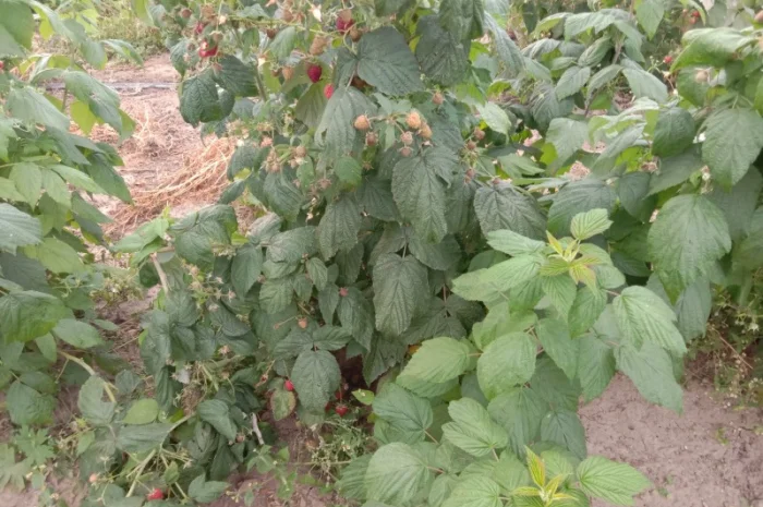 Саджанці малинки оптом та вроздріб- фото № 1