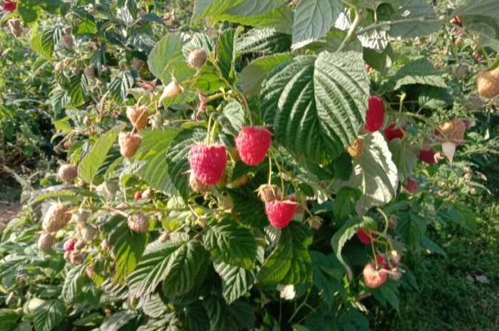 Саджанці малинки оптом та вроздріб- фото № 10