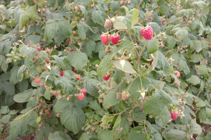 Саджанці малинки оптом та вроздріб- фото № 2