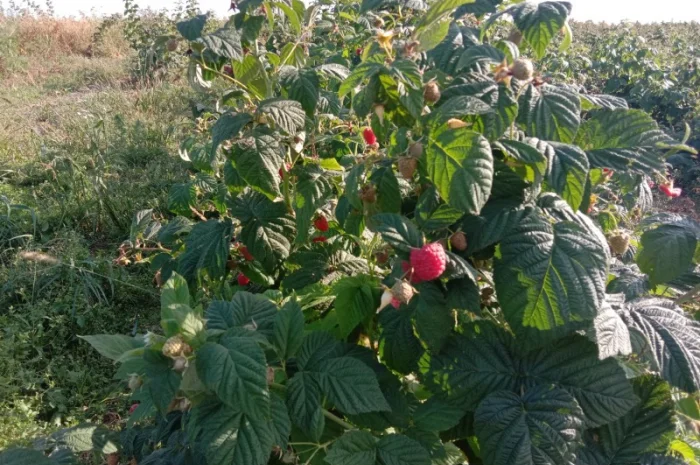 Саджанці малинки оптом та вроздріб- фото № 8