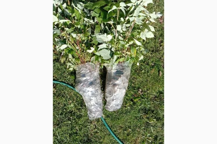 Саджанці малинки оптом та вроздріб- фото № 9