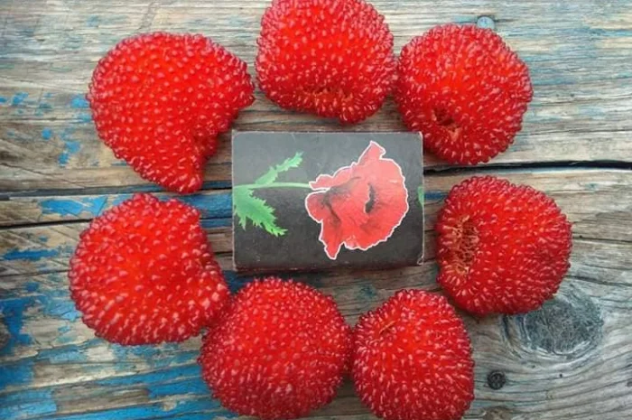 Саджанці Малина Мяо Мяо- фото № 1