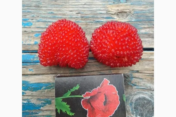 Саджанці Малина Мяо Мяо- фото № 9