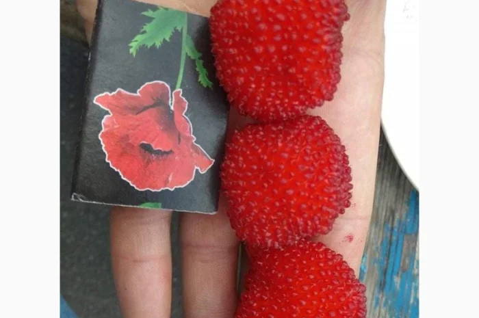 Саджанці Малина Мяо Мяо- фото № 3