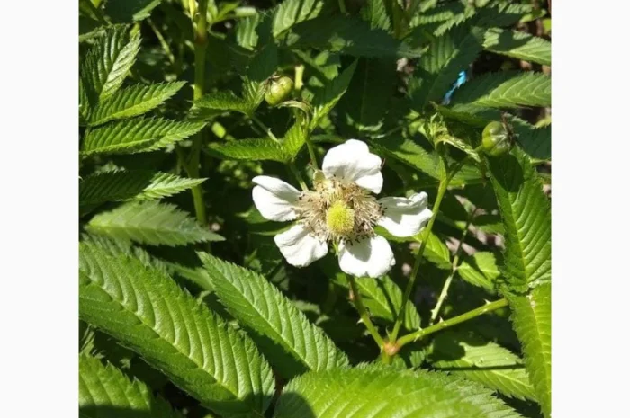 Саджанці Малина Мяо Мяо- фото № 4