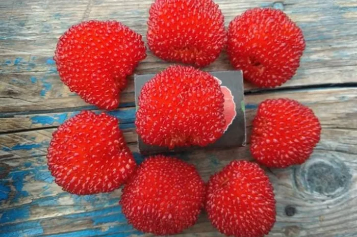 Саджанці Малина Мяо Мяо- фото № 5