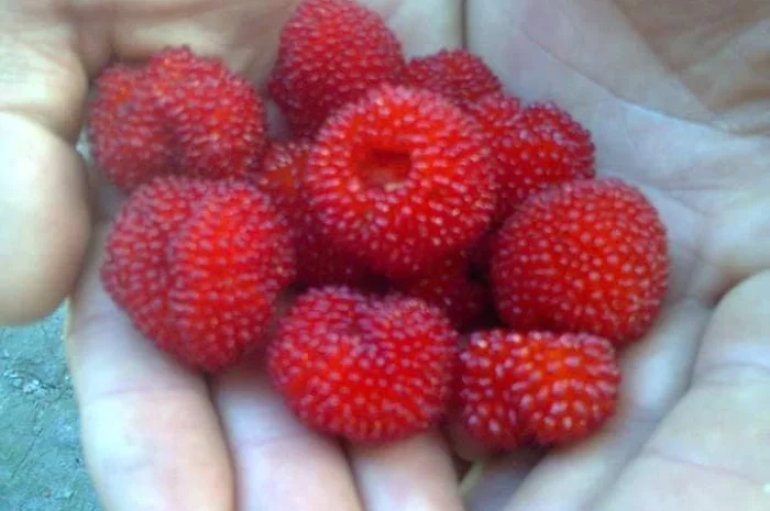 Саджанці Малина Мяо Мяо- фото № 6