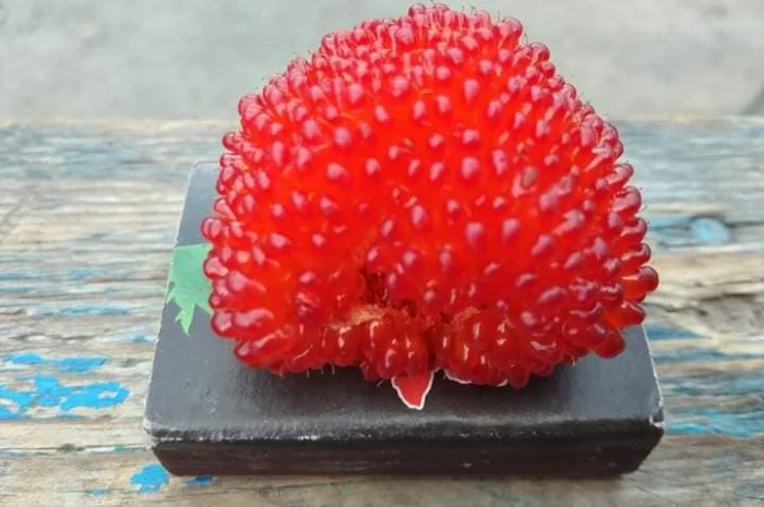 Саджанці Малина Мяо Мяо- фото № 7